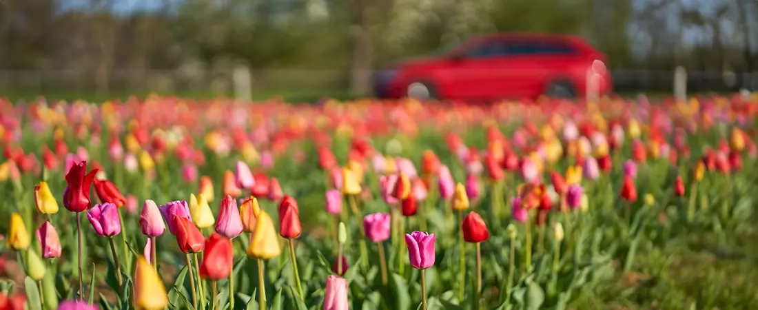 De 5 mooiste tulpenroutes van Nederland