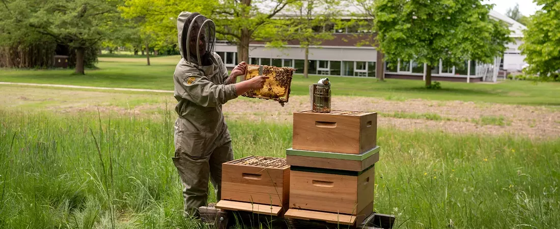 Imker bij bijenkasten bij Broekhuis