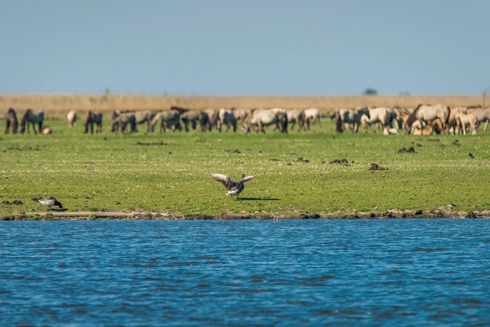 Wandelen in de Oostvaardersplassen